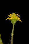 Spring avens