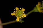 Spring avens