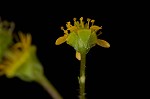 Spring avens