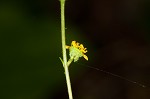 Spring avens