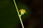 Spring avens