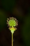 Spring avens