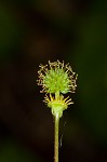 Spring avens