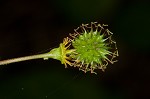 Spring avens