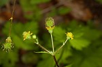 Spring avens