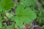 Spring avens