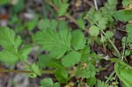 Spring avens