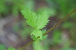 Spring avens