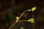 Spring avens