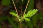 Spring avens