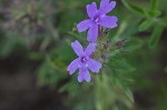 Dakota mock vervain