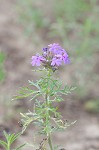 Dakota mock vervain