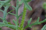 Dakota mock vervain