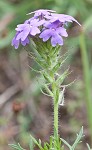 Dakota mock vervain