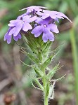 Dakota mock vervain