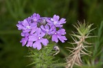 Dakota mock vervain