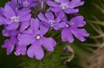 Dakota mock vervain