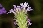 Dakota mock vervain