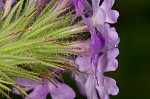 Dakota mock vervain