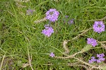 Dakota mock vervain