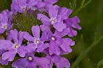 Dakota mock vervain