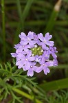 Dakota mock vervain