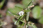 Roundfruit hedgehyssop