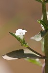 Roundfruit hedgehyssop