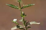 Roundfruit hedgehyssop