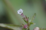 Roundfruit hedgehyssop