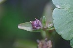 Roundfruit hedgehyssop