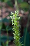 Waterspider bog orchid