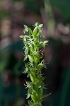 Waterspider bog orchid