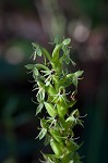 Waterspider bog orchid