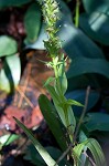 Waterspider bog orchid