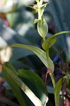 Waterspider bog orchid