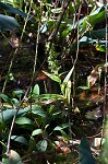 Waterspider bog orchid