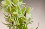 Waterspider bog orchid