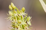 Waterspider bog orchid