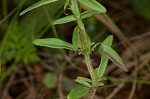 Rough false pennyroyal