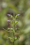 Rough false pennyroyal