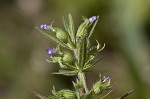 Rough false pennyroyal