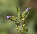 Rough false pennyroyal