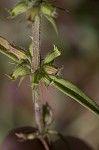 Rough false pennyroyal