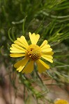 Bitterweed <BR>Bitter sneezeweed