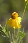 Bitterweed <BR>Bitter sneezeweed