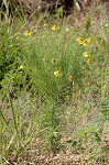 Bitterweed <BR>Bitter sneezeweed