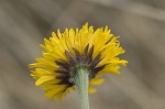 Southeastern sneezeweed