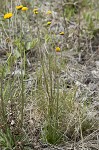 Southeastern sneezeweed