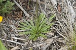 Southeastern sneezeweed